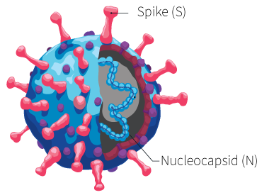 SARS-CoV-2 Semi-Quantitative Total Antibody, Spike