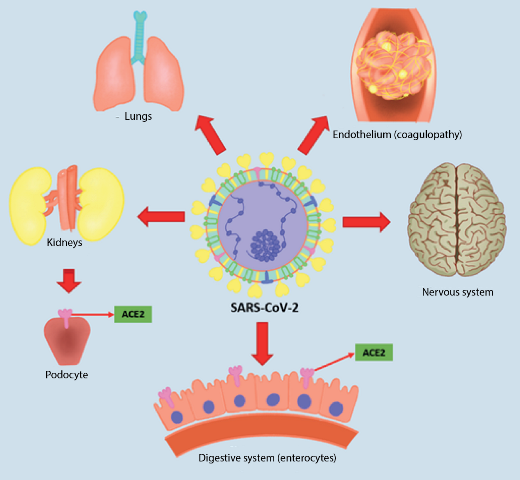 Do you still harbor the Covid Spike Protein in  your body?