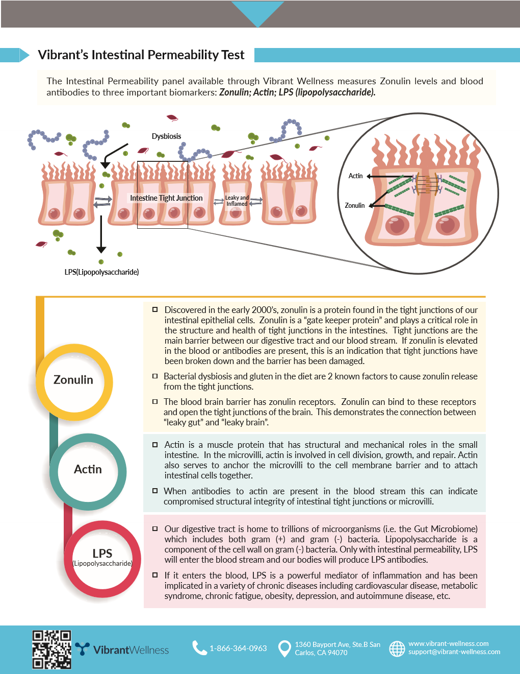 LEAKY GUT and Intestinal Permeability FOOD ZOOMERS